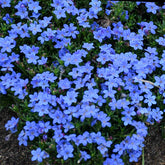 (1 Gallon) Lithodora Diffusa Grace Ward - Dark Green Mat of Hairy Leaves is Engulfed In True Blue Star Flowers Blooming From Spring Through Summer.