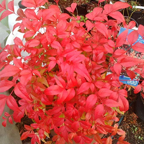 Nandina Obsession &