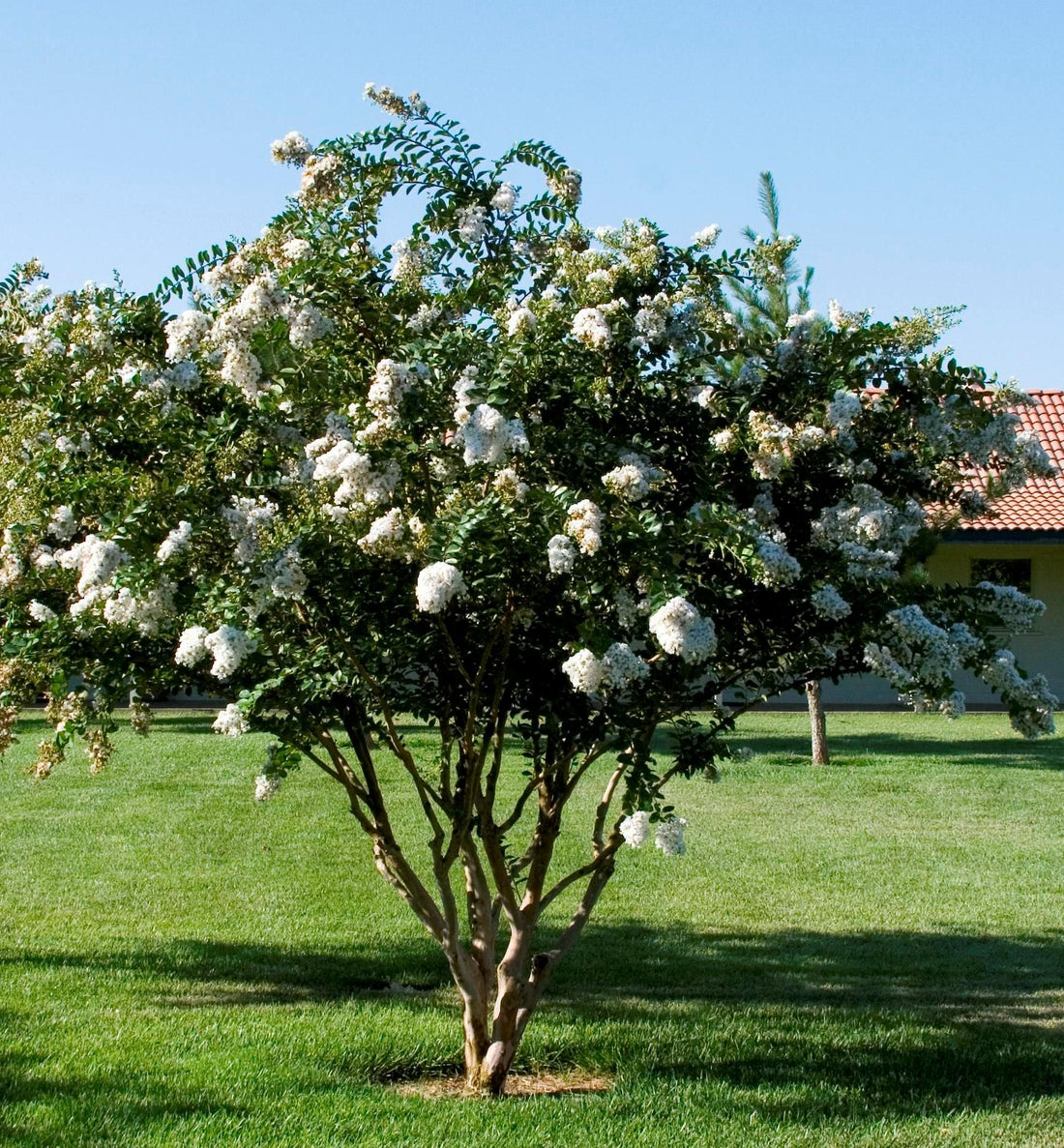 Acora White Crape Myrtle, Georgeous Clusters of Pure White, Crinkled Flowers, Amazing Dwarf Crape Mrytle