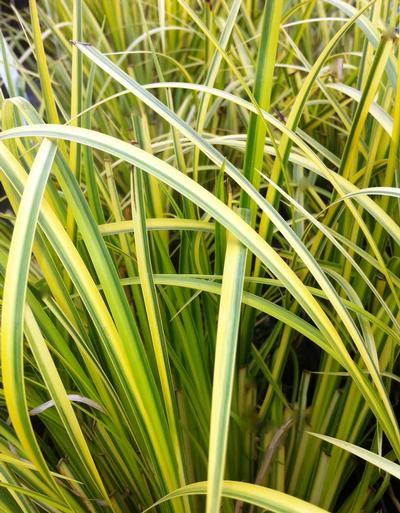 Gorgeous Grass Acorus Gramineus Ogon