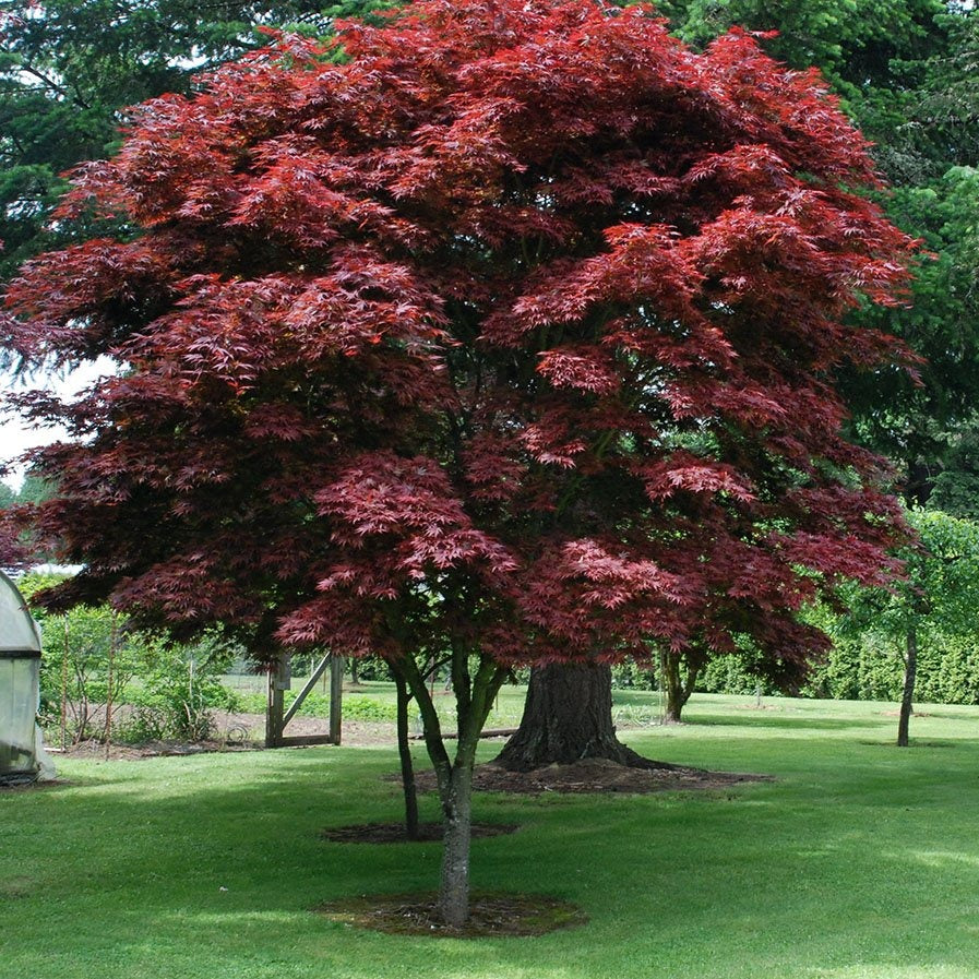 Red Pixie Japanese Maple