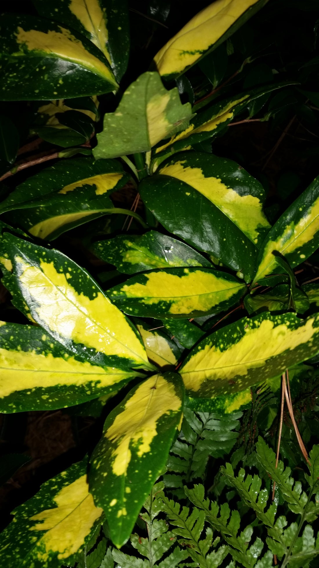 Acuba Picturata- Large Golden Splash In The Middle of Each Leaf, with Small Yellow Speckles Against The Green Background.