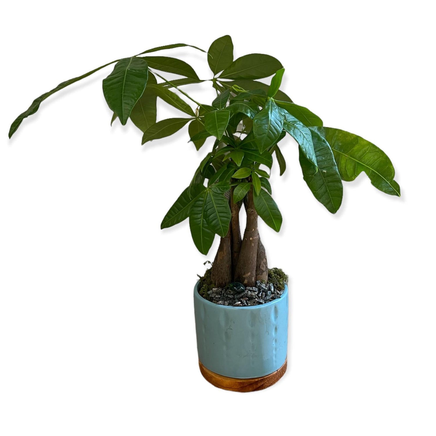 Bonsai Money Tree (Live Plant), Indoor/Outdoor Plant