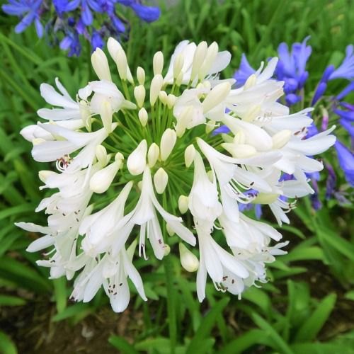 Agapanthus White