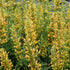 (1 Gallon) Agastache Kudos Yellow- Dense, Large, Very Fragrant Yellow Flowers, Kudos &