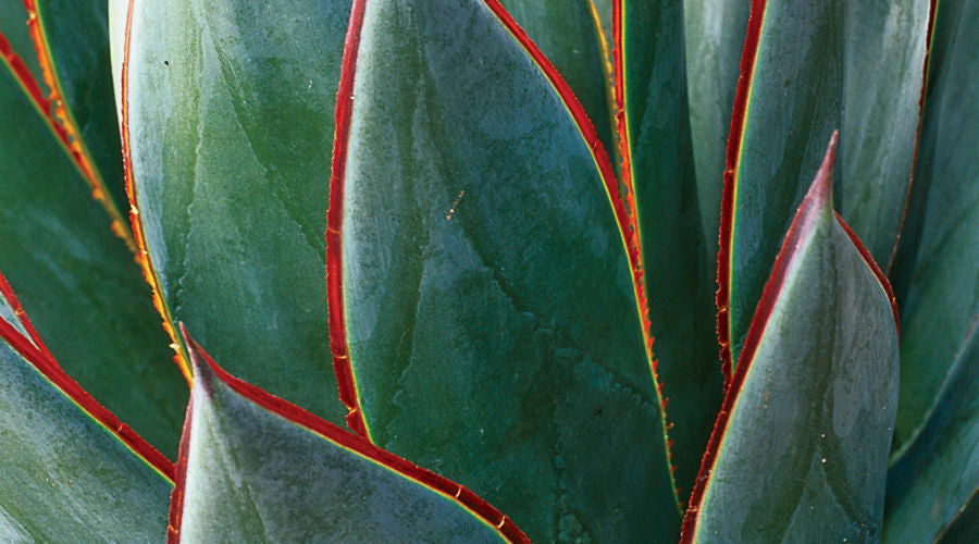 Blue Agave Mini