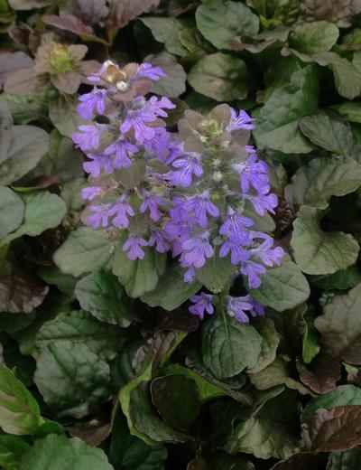 Ajuga Reptans Bronze Beauty Also Called Bronze Beauty Bugleweed Has Glossy, Bronze-Purple Foliage and Lilac-Blue Blooms On 2&quot;-3&quot; Tall Flower Spikes.