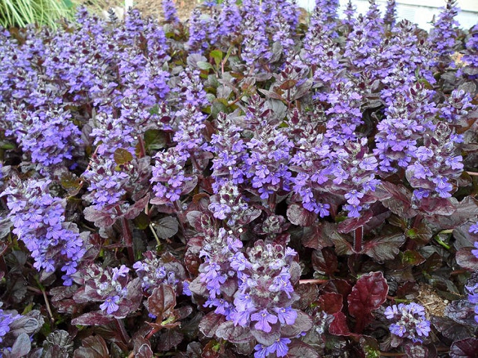 Stunning Ajuga Reptans Black Scallop