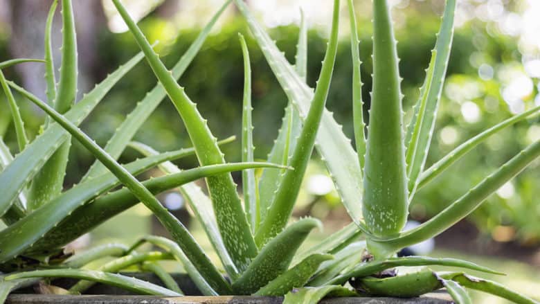 (Quart Pot) Aloe Vera- Georgous Short-Stemmed Succulent That Stores Water In Its Leaves