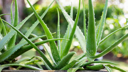 (Quart Pot) Aloe Vera- Georgous Short-Stemmed Succulent That Stores Water In Its Leaves