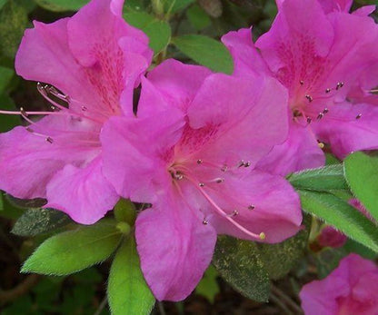 Encore Azalea Autumn Amethyst