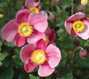 (1 Gallon) Anemone X September Charm - is Incredibly Beautiful with Its Masses of Slightly Cupped, Silvery Pink Flowers.