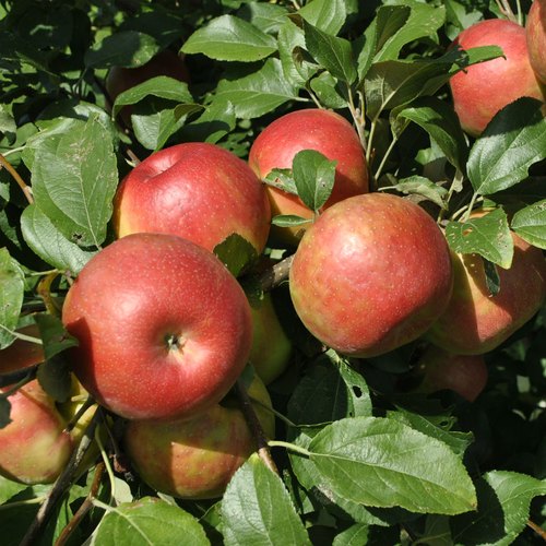 Anna Apple Trees