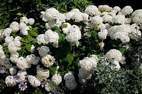 Annabelle Hydrangea-Clusters of Huge 8-12&quot; White Flowers, Cold Hardy