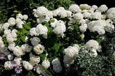 Annabelle Hydrangea-Clusters of Huge 8-12" White Flowers, Cold Hardy