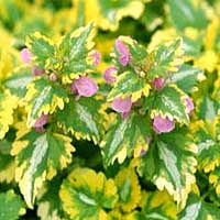 (1 Gallon) Lamium Maculatum Anne Greenaway