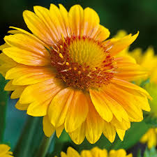 (1 Gallon) Gaillardia Aristata Arizona Apricot Blanketflower