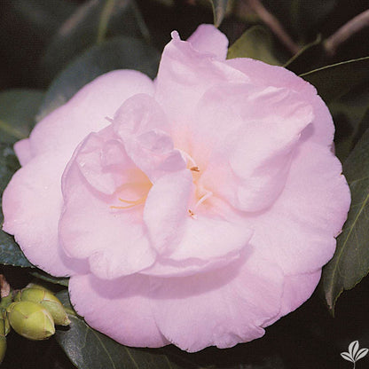 April Remembered Camellia-Gorgeous Cold Hardy