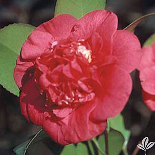 April Tryst Camellia-Cold Hardy Camellia, Gorgeous Red Blooms