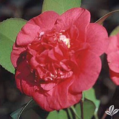 April Tryst Camellia-Cold Hardy Camellia, Gorgeous Red Blooms