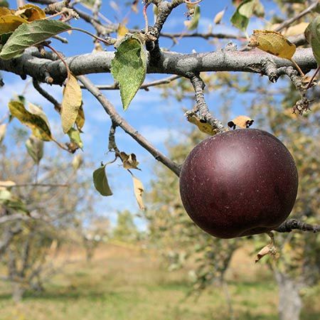 Arkansas Black Apple Tree - Unique Dark Red to Black Colored Apple