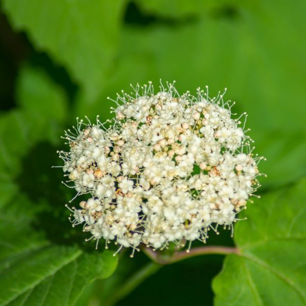 Arrowwood Viburnum Shrubs,Stems of This Plant Used For Arrows By Native Americans,Lots of Medicinal Uses