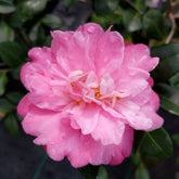 Autumn Spirit Camellia-Intense Bright Deep Blooms