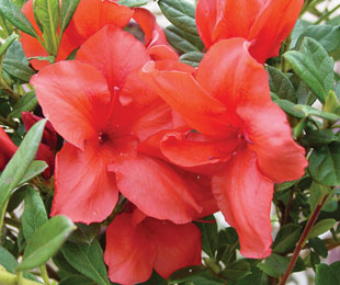 Encore Azalea Autumn Bravo Rhododendron Blazing Red Blooms Contrast Nicely with The Dark Green Foliage