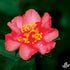 Camellia Autumn Sun Flower Plant-Showy Red Rose