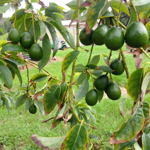 Joey Avocado Tree-This Mexican Avocado Tree Grows Egg-Shaped Small To Medium Sized Fruits That Have Purple-Black, Slightly Bumpy Skin