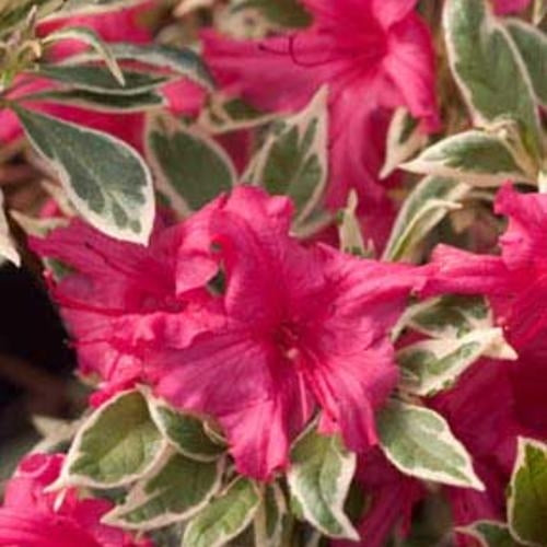 Variegated Azalea, Evergreen, Cold Hardy, Spring Flowering, Compact Size, Gorgeous Pinkish Red Blooms with Variegated (2 Colors) Leaf