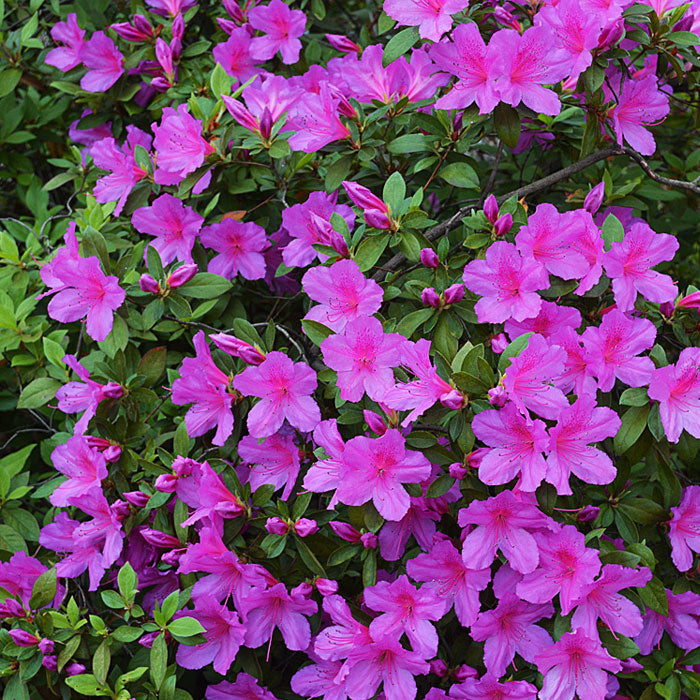 Formosa Azalea Lavender