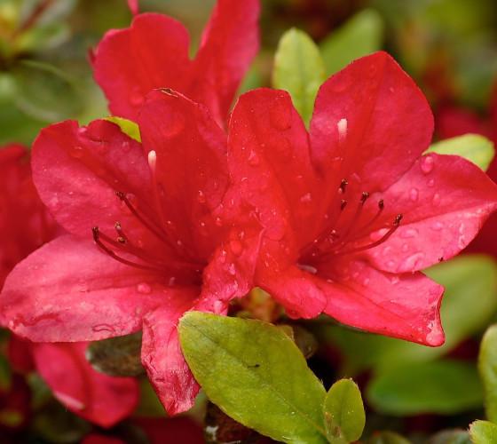 Red Formosa Hybrid Azalea Plants, Amazing Amount of Magenta Red Flowers, Big Evergreen Shrub, Gorgeous In Any Landscape