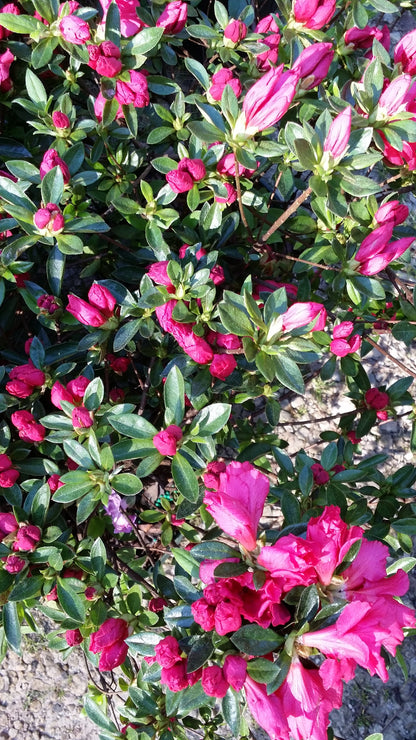 Amelia Rose Hybrid Azalea-Glorious Double  purplish Pink, Rose like Flowers