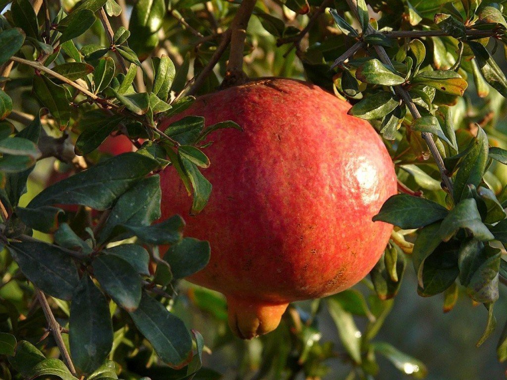 Dwarf Pomegranate - Compact Deciduous Shrub with Lustrous, Narrowly Oblong, Rich Green Leaves