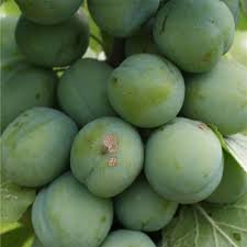 Green Gage Plum Tree Bears Large Crops of Yellowish Green, Juicy, Firm and Tender, Oval Fruit