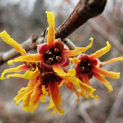 Witch Hazel- Native Plant, Fragrant Showy Yellow To Red Flowers