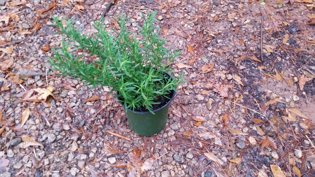 (Liner) Rosemary Perennial, Erect Shrub with Fine Olive-Green Foliage, Bright Lavender-Blue Flowers In Early Spring.