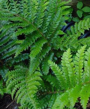 (1 Gallon) Tassel Fern, Polystichum Polyblepharum Means &quot;Many Eyelashes&quot;. Gorgeous, Deep, Glossy Green Leaves, Hardy To Zone 5