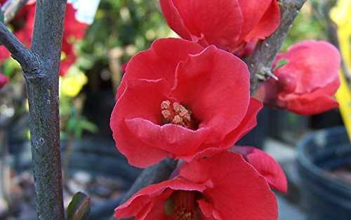 (2 Gallon) Spitfire Flowering Quince - Gorgeous Bright Red Blooms In Spring, One of 1St To Flowers To Bloom In Spring