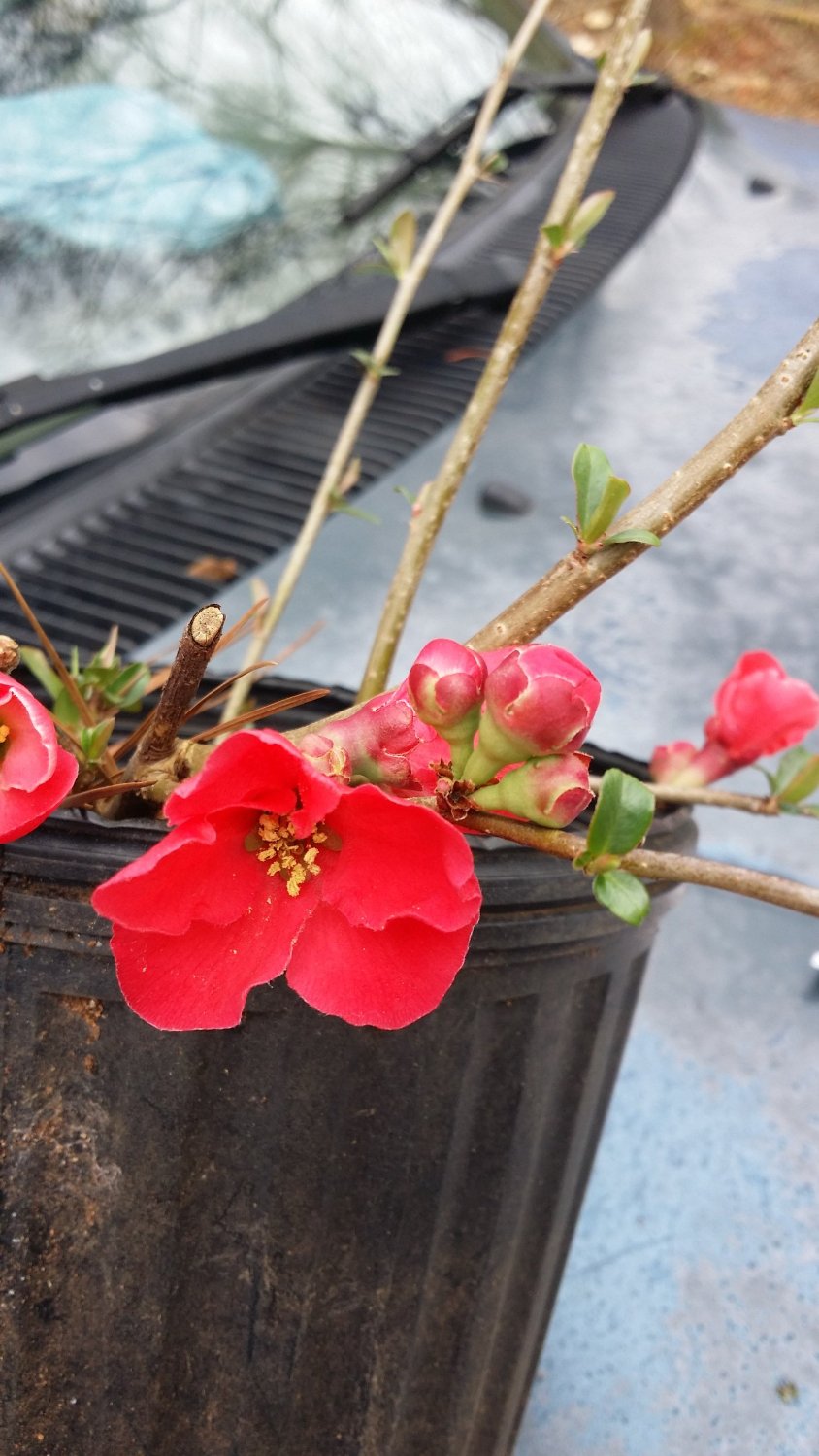 (3 Gallon) Spitfire Flowering Quince - Gorgeous Bright Red Blooms In Spring, One of 1St To Flowers To Bloom In Spring