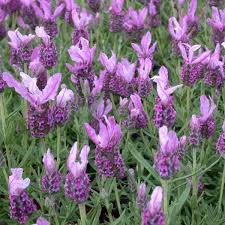 (5 Inches Pot) Lavender with Love Lavender (Lavandula Stoechas)