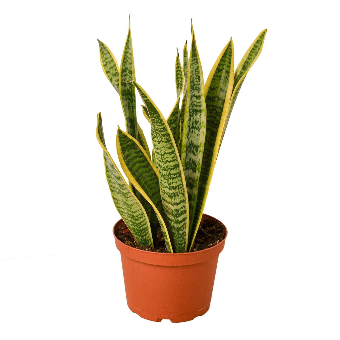 Snake Plant Laurentii - 6&quot; Pot - NURSERY POT ONLY