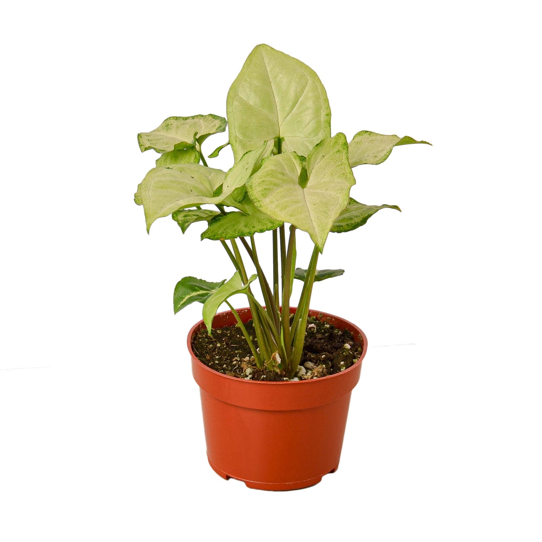 Syngonium White Butterfly - 4&quot; Pot - NURSERY POT ONLY