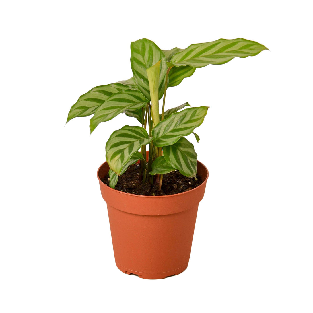 Calathea Concinna &