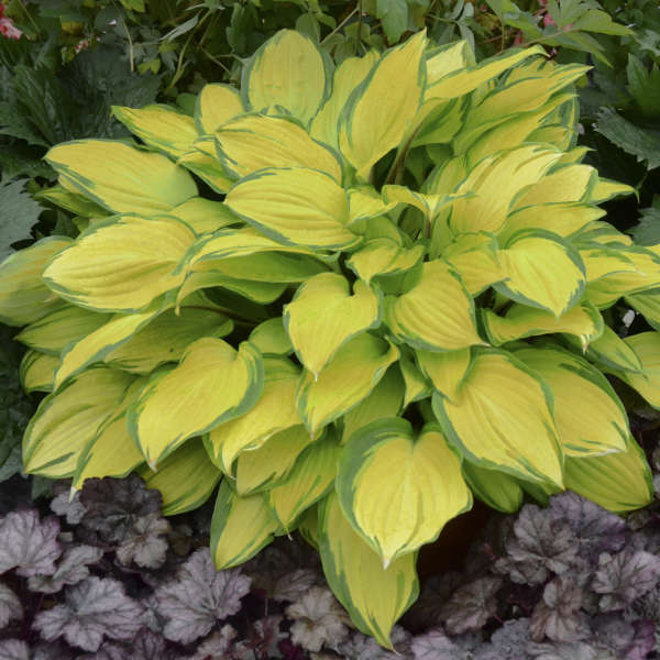 1 Gallon Pot: Hosta &