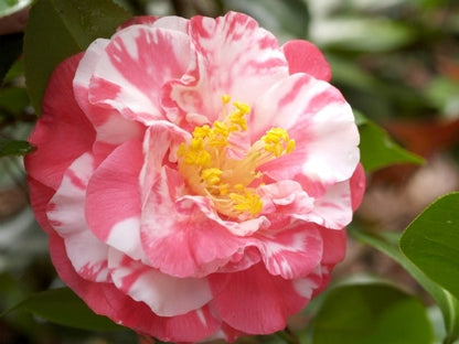 Camellia Bart Colbert-Gorgeous Deep Pink Blooms