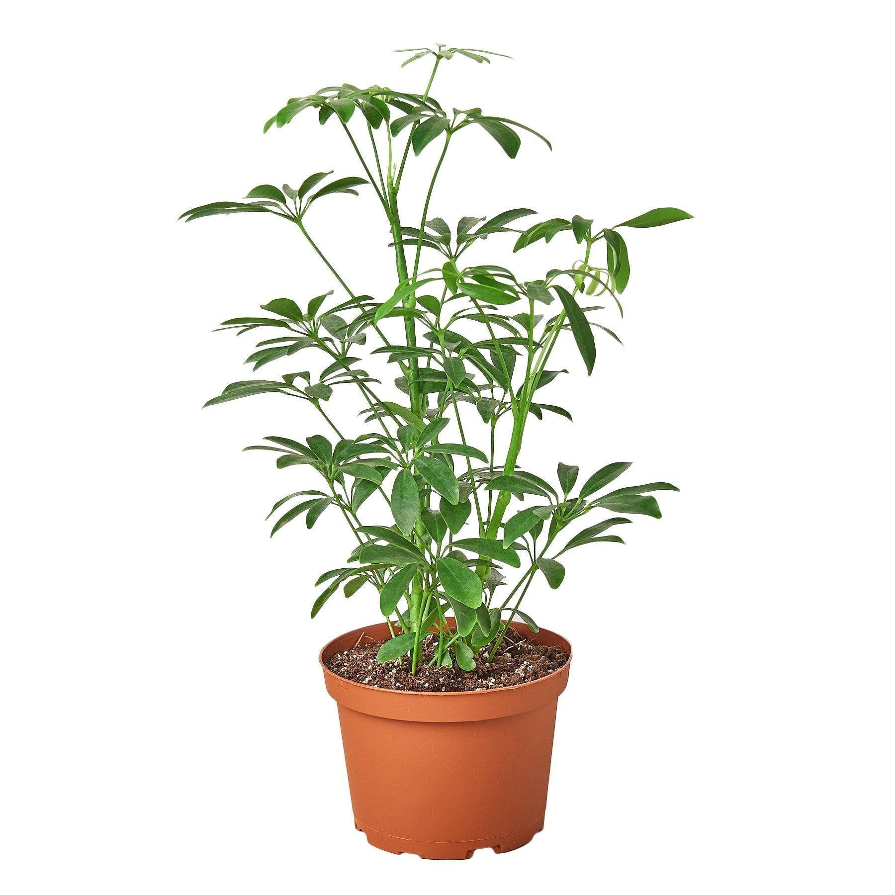 Schefflera Arboricola &