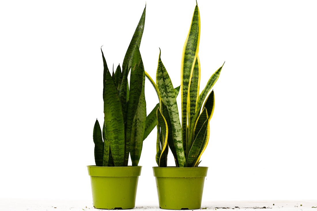 2 Snake (Sansevieria) Plant Variety Pack - 6&quot; Pot