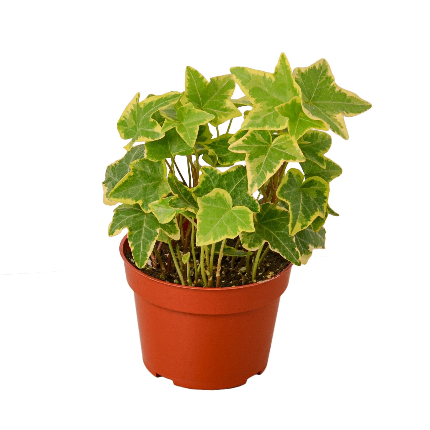 English Ivy Gold Child - 4&quot; Pot - NURSERY POT ONLY